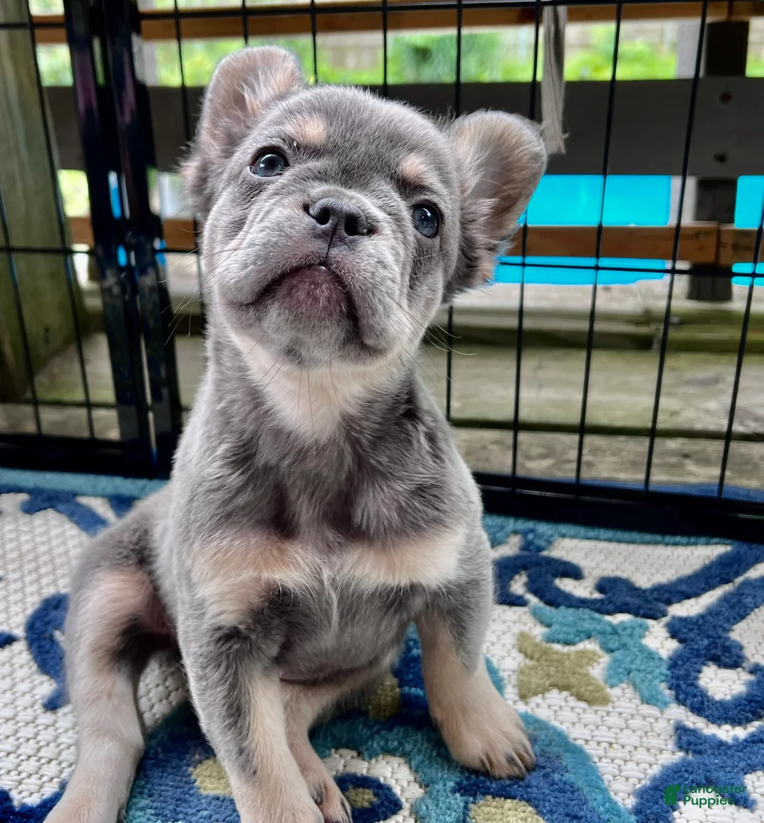 Gallery Image {{count}}