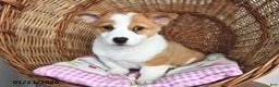 Welsh Corgi Pembroke dogs for sale: Rosy - Ad 3