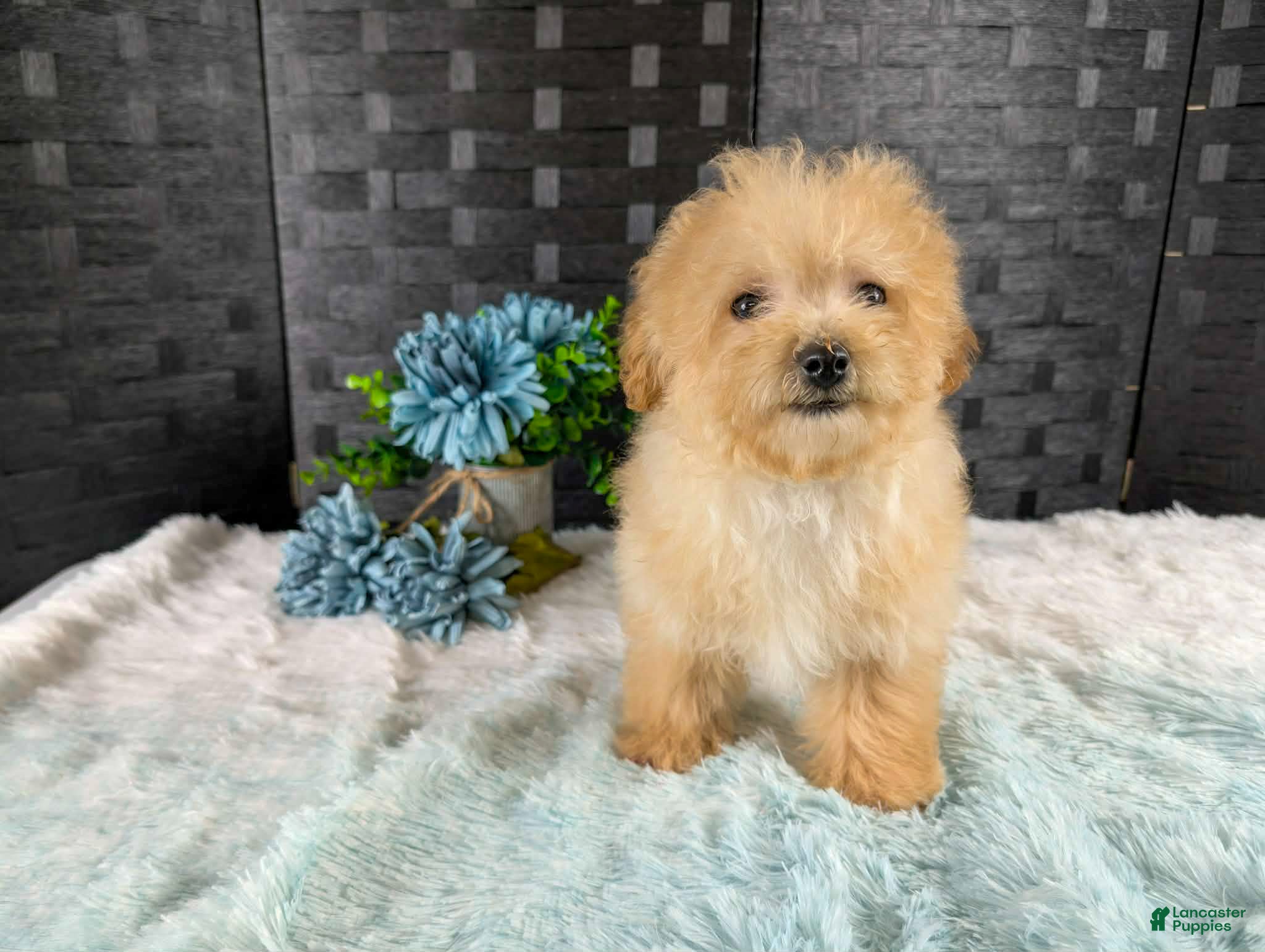 Bichpoo dogs Kellan - Ad 2