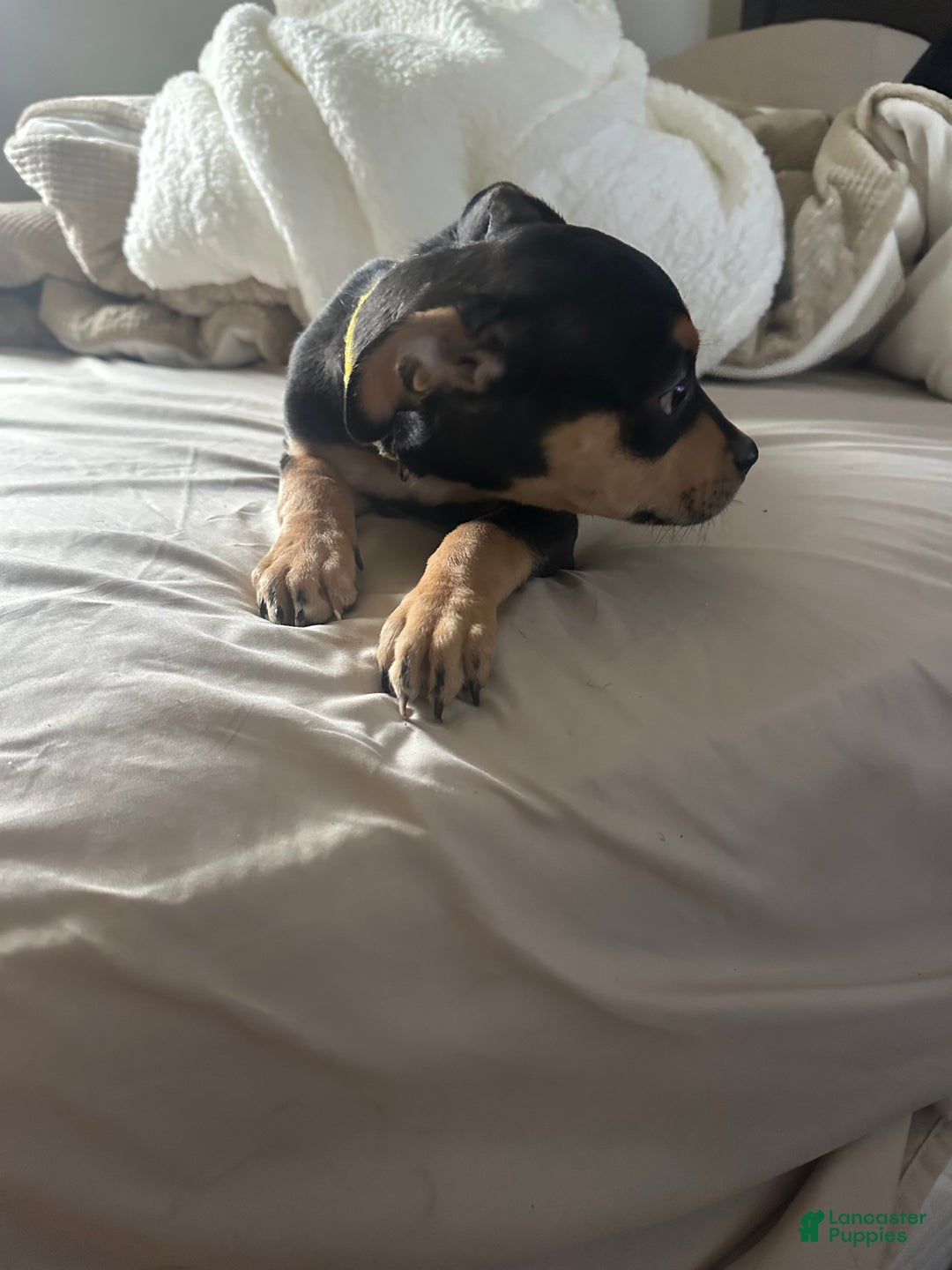 Mixed Breed dogs for sale: 🐾 Meet Our Little Beauty with the Unique Brown Mask! 🐶🤎 - Ad 3