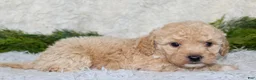 Bichpoo dogs for sale: Bichpoo 1 - Ad 3