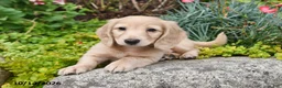 Miniature Dachshund dogs for sale: Candy Corn - Ad 4