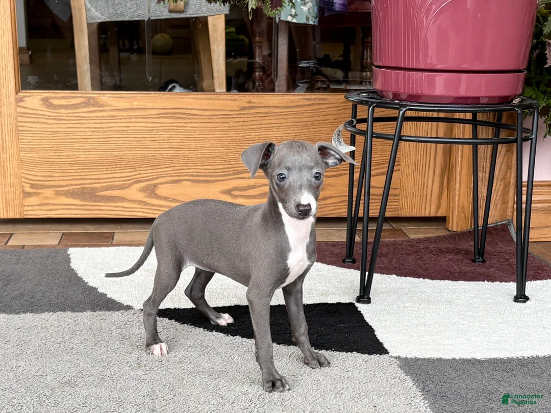 Italian Greyhound dogs for sale: Sara - Ad 3