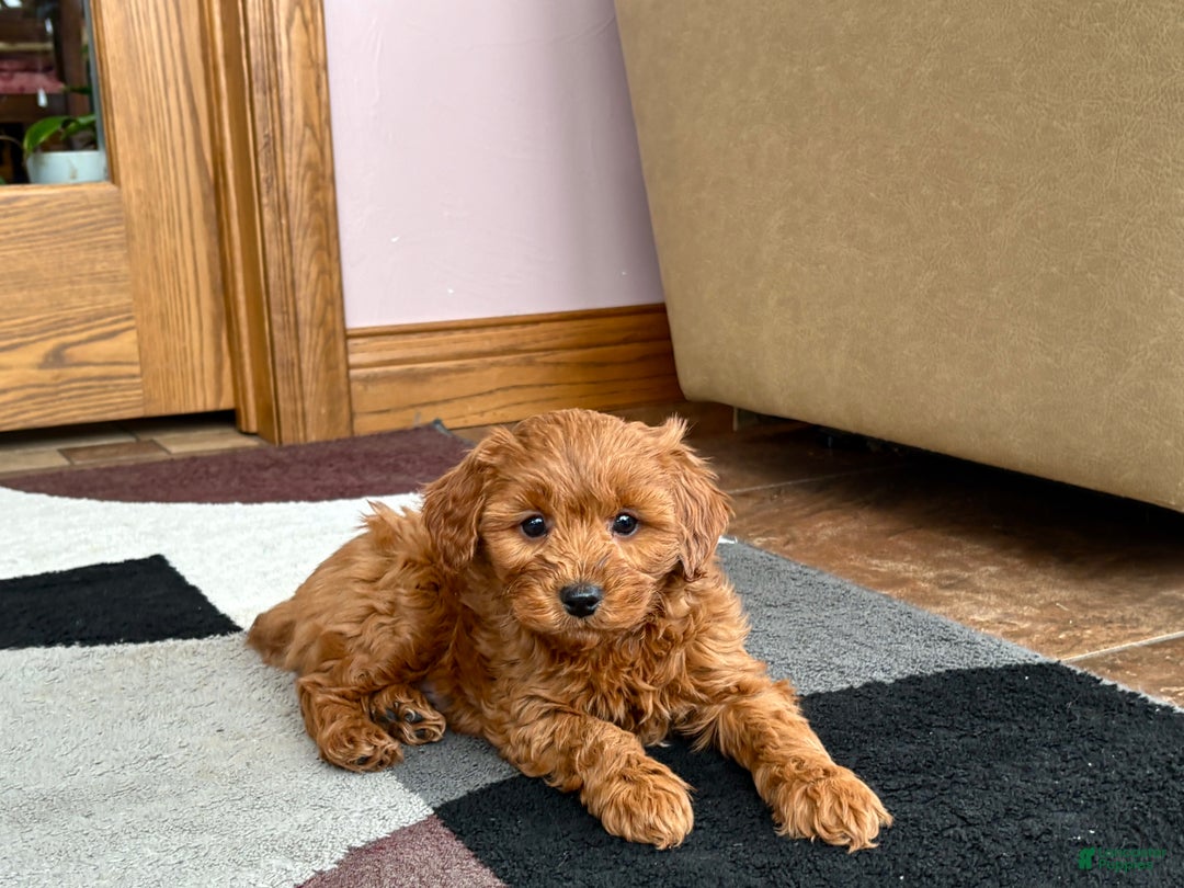 Cavapoo dogs for sale: Cavapoo male Puppy 3 - Ad 3