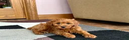 Cavapoo dogs for sale: Cavapoo male Puppy 3 - Ad 3