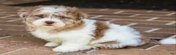 Shihpoo dogs for sale: Bennett - Ad 3