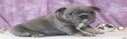 French Bulldog dogs for sale: Astro - Ad 4