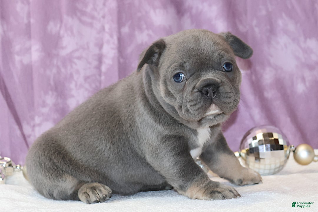 French Bulldog dogs for sale: Astro - Ad 4