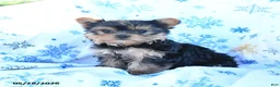 Yorkshire Terrier dogs for sale: Tootsie - Ad 1