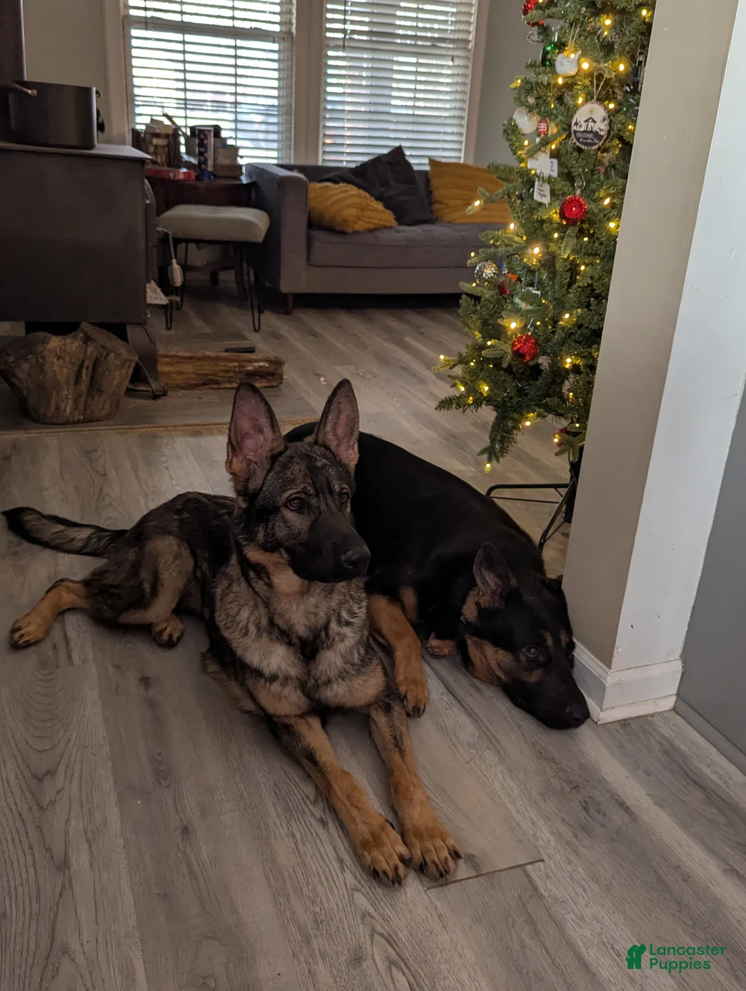 German Shepherd dogs for sale: German Shepherd Puppy 4 - Ad 2
