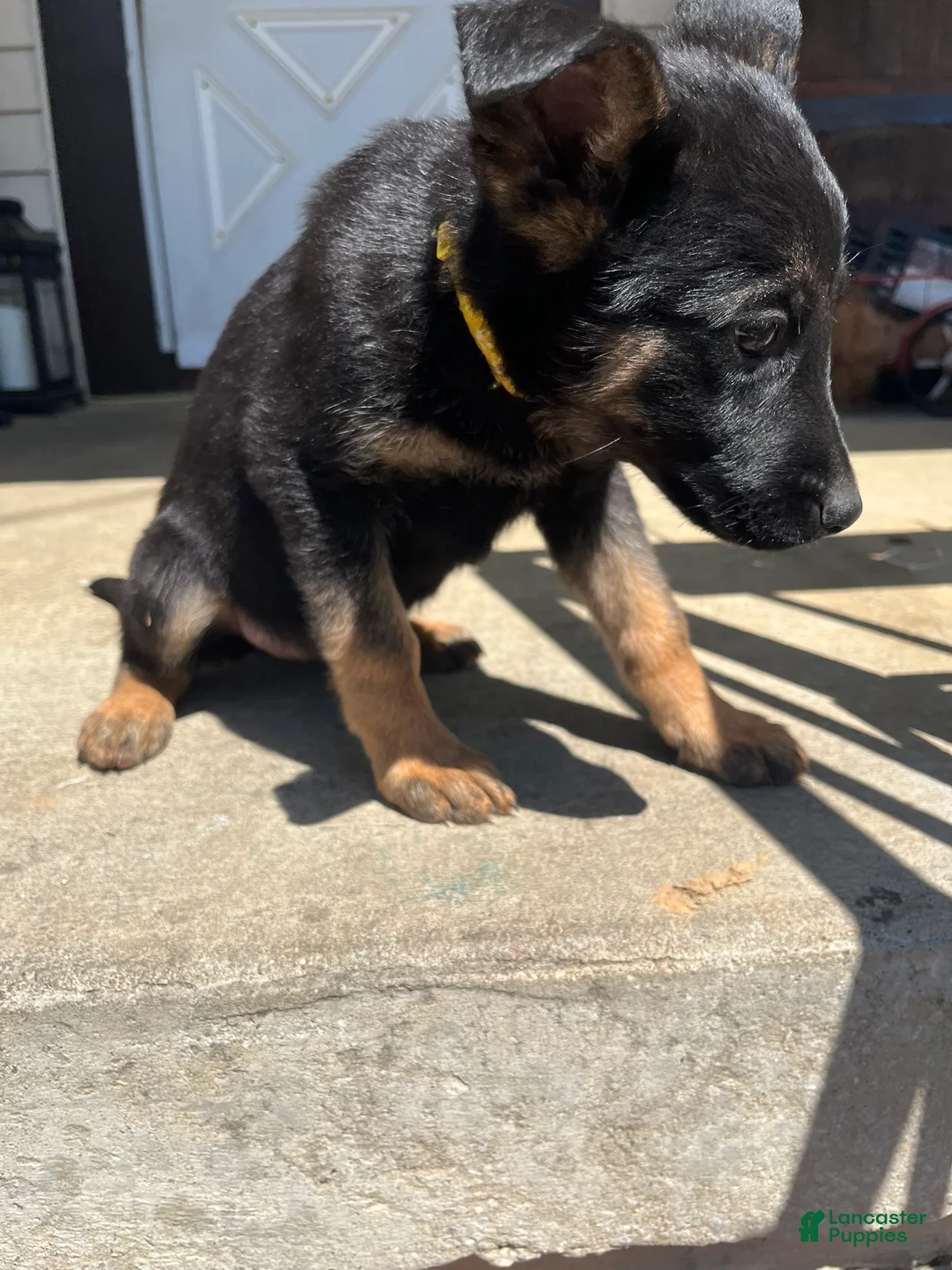 German Shepherd dogs for sale: German Shepherd Puppy 3 (Poppy)  - Ad 2