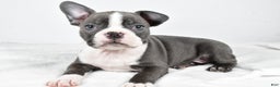 Boston Terrier dogs for sale: Ivory - Ad 1
