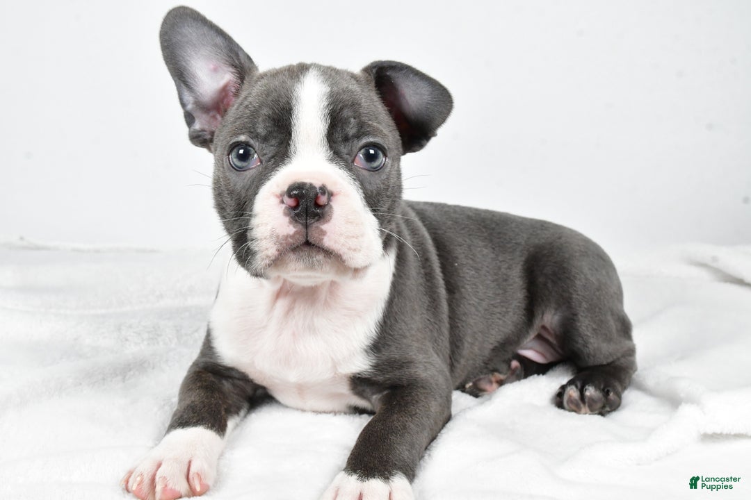 Boston Terrier dogs for sale: Ivory - Ad 1