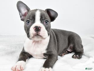 Boston Terrier dogs Ivory - Ad 1