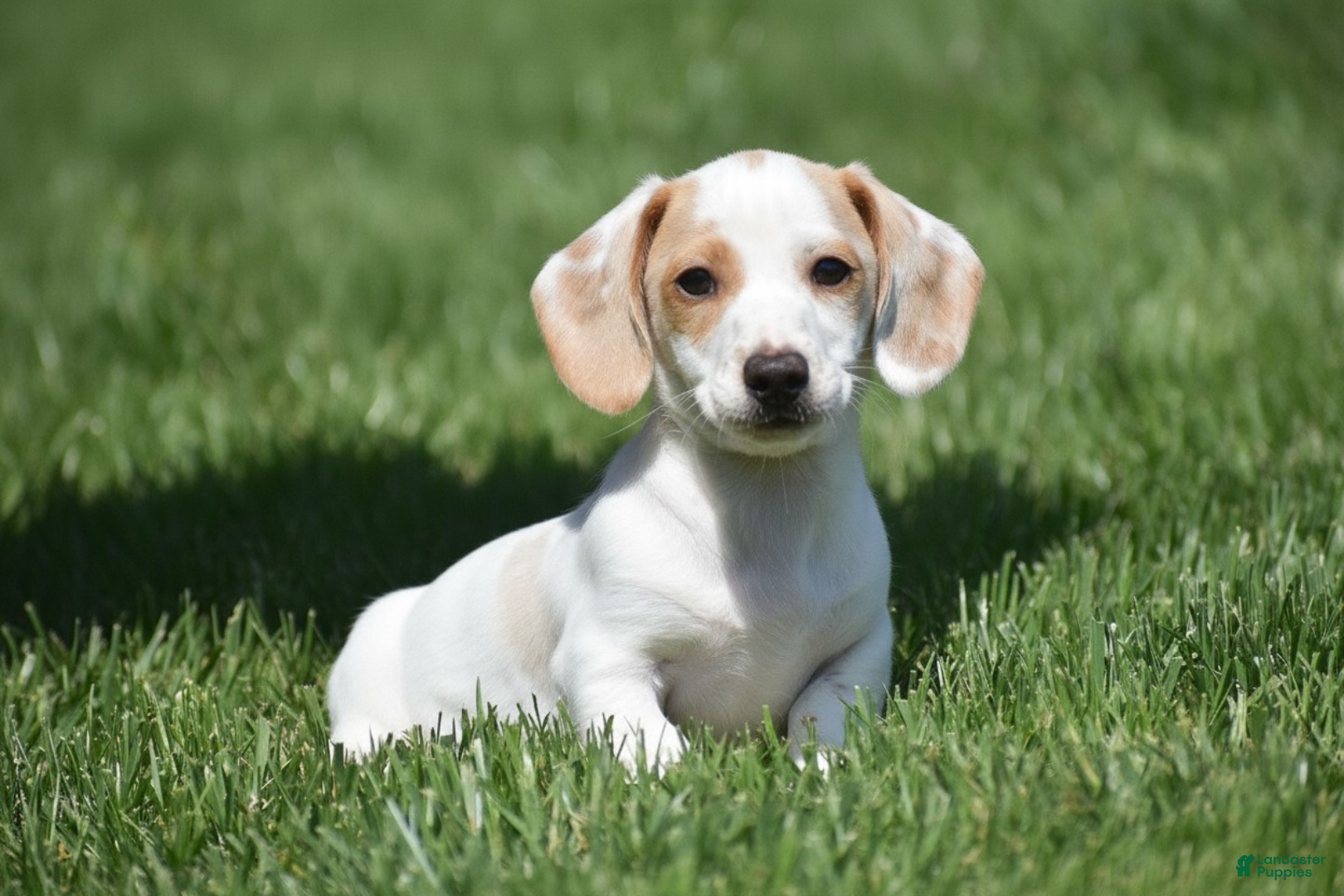 Miniature Dachshund dogs Noah - Ad 1