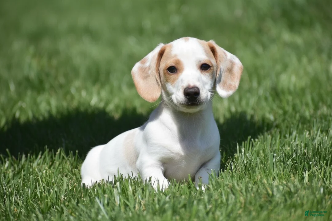 Miniature Dachshund dogs for sale: Noah - Ad 1