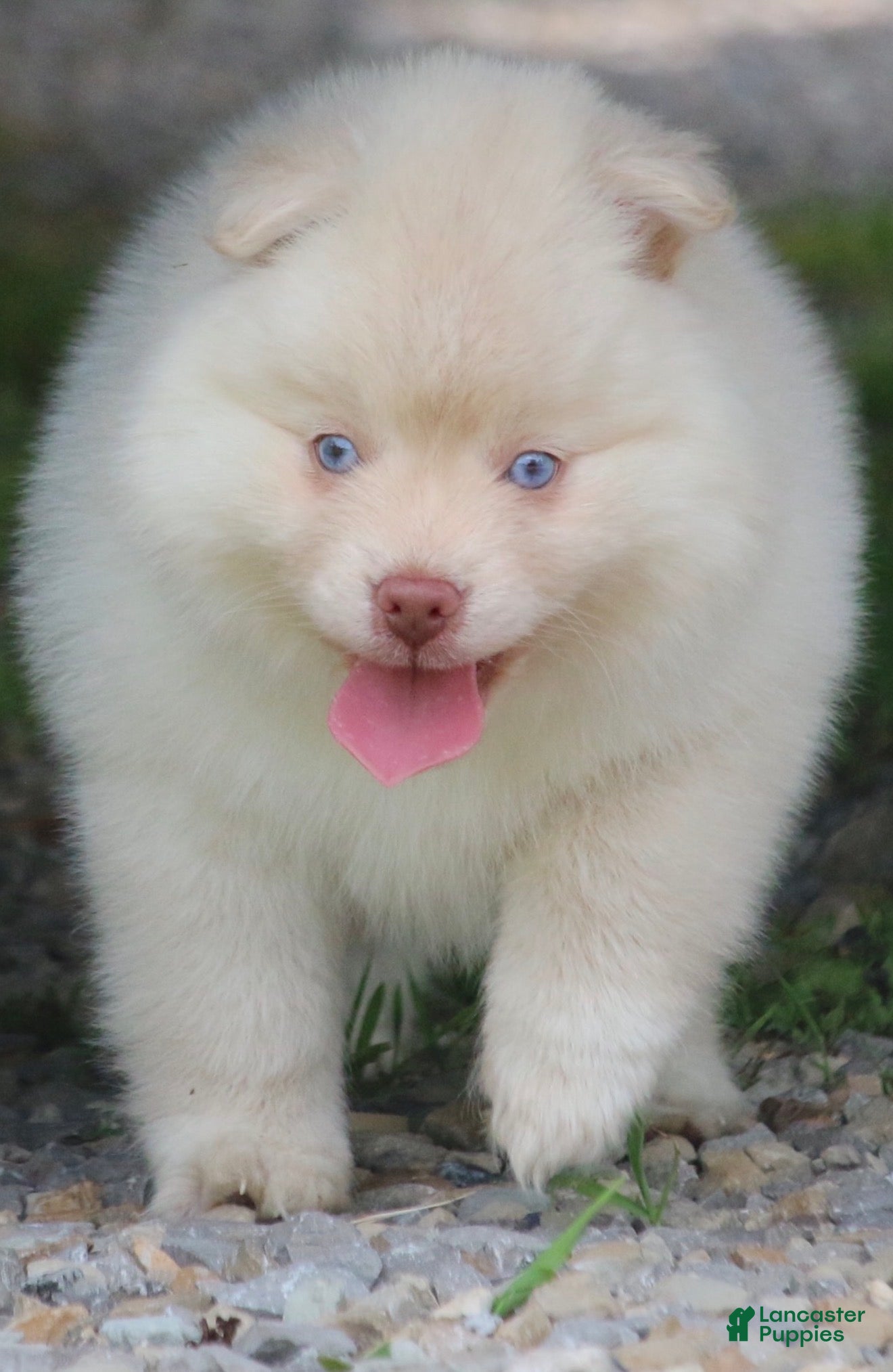 Pomsky dogs Cotton - Ad 1