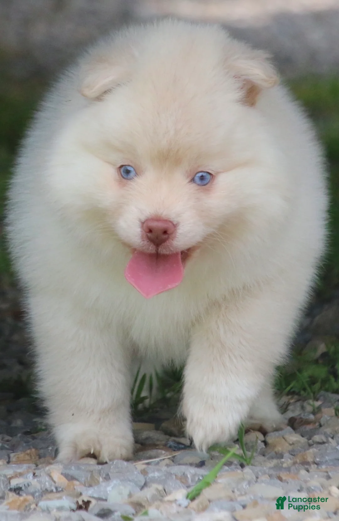 Pomsky dogs for sale: Cotton - Ad 1