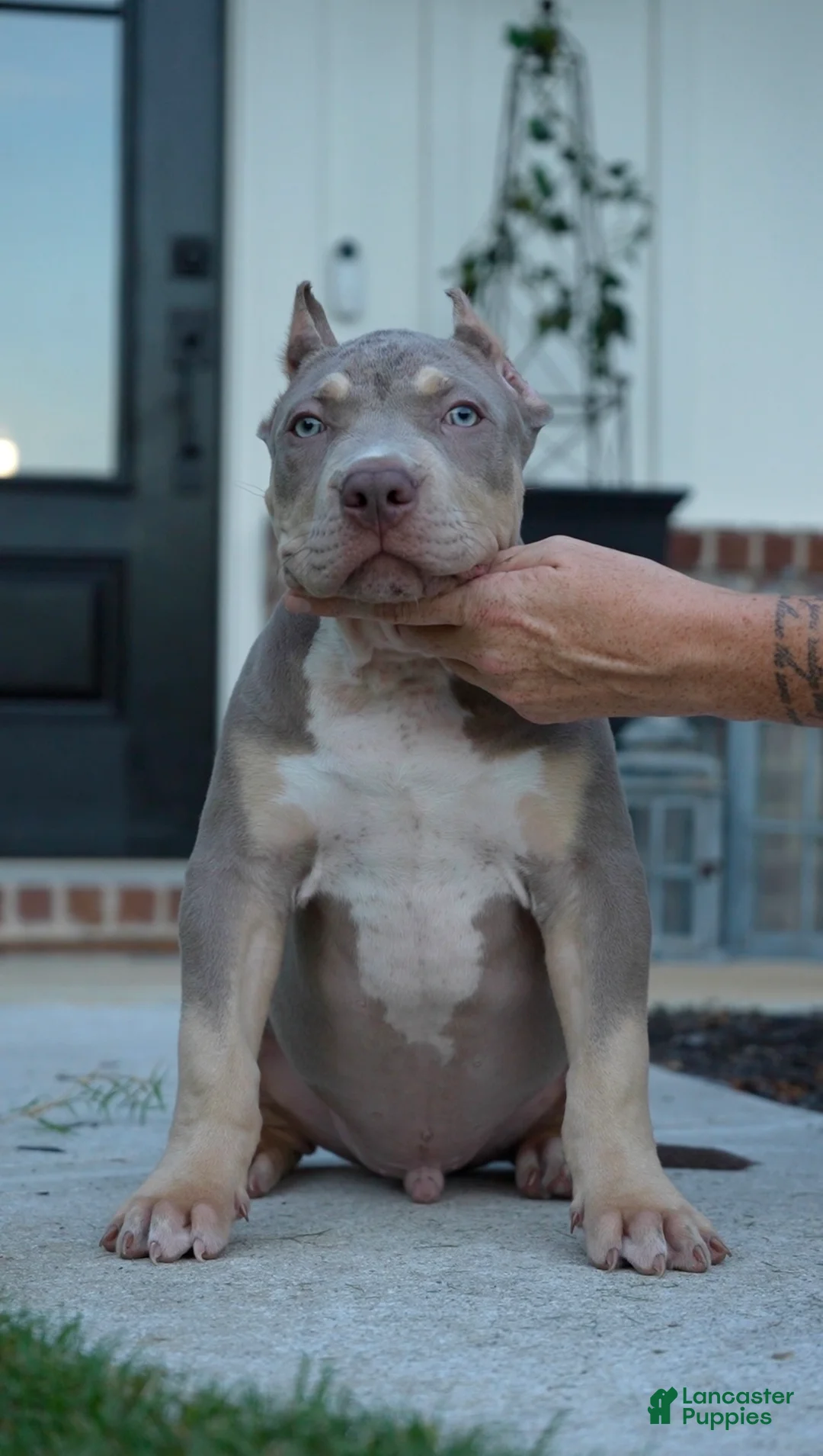 American Bully dogs for sale: American Bully Puppy 1 - Ad 1