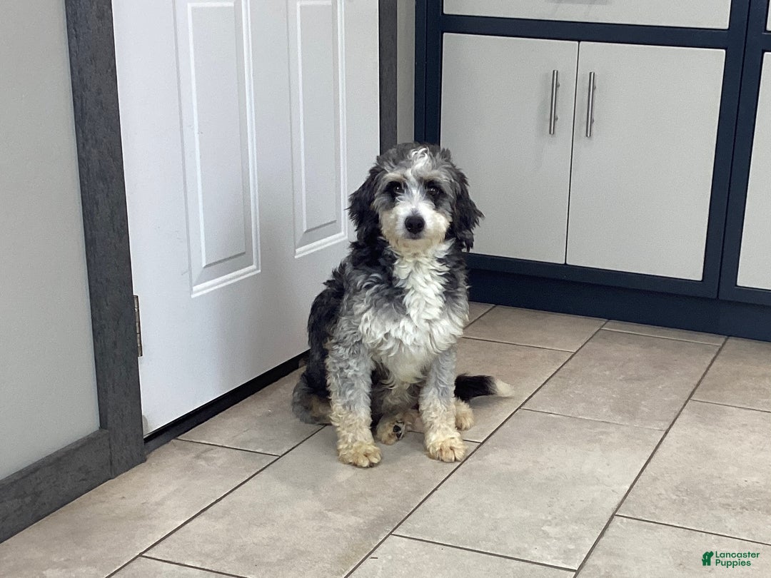 Mini Bernedoodle dogs for sale: Dallas — Male — $2499 - Ad 6