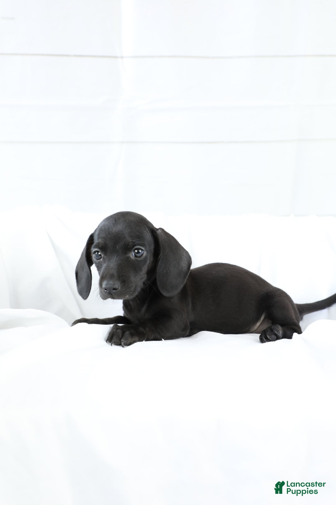 Miniature Dachshund dogs for sale: Dory - Ad 2