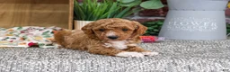 Miniature Poodle dogs for sale: Alaina - Ad 2
