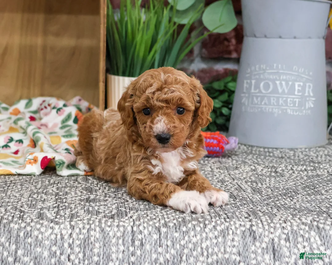 Miniature Poodle dogs for sale: Alaina - Ad 2