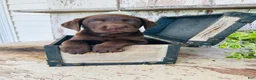 Labrador Retriever dogs for sale: Sutton - Ad 7