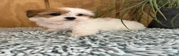 Teddy Bear dogs for sale: Precious - Ad 14