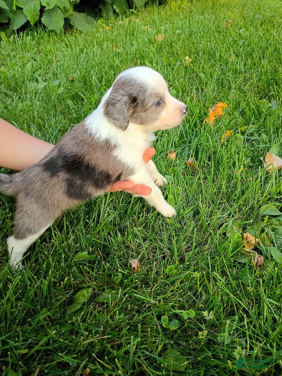 Mini Aussiedoodle dogs for sale: Maggie  - Ad 2