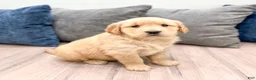 Golden Retriever dogs for sale: Layla - Ad 8