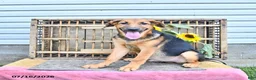 Golden Shepherd dogs for sale: Rascal - Ad 3
