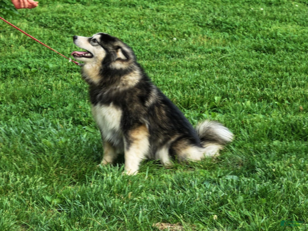 Pomsky dogs for sale: Buster - Ad 5