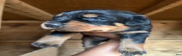Rottweiler dogs for sale: Rottweiler 4 - Ad 5