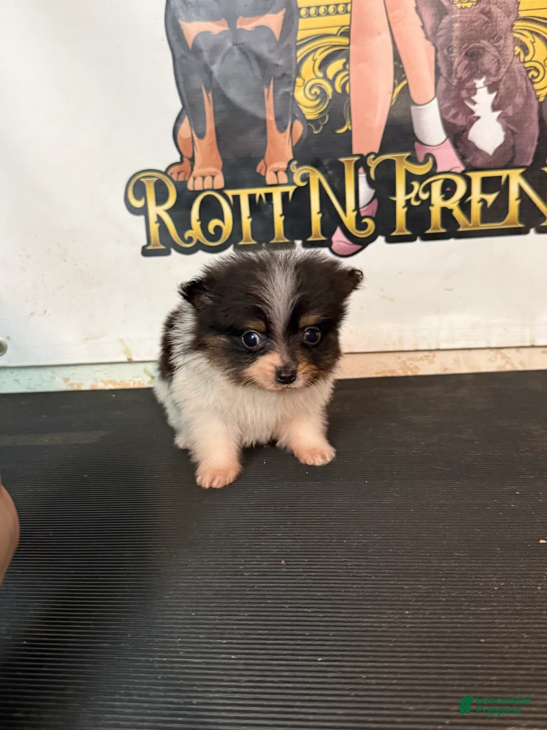 Pomeranian dogs for sale: Pomeranian Puppy 1 - Ad 3