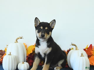 Shiba Inu dogs - Ad 22