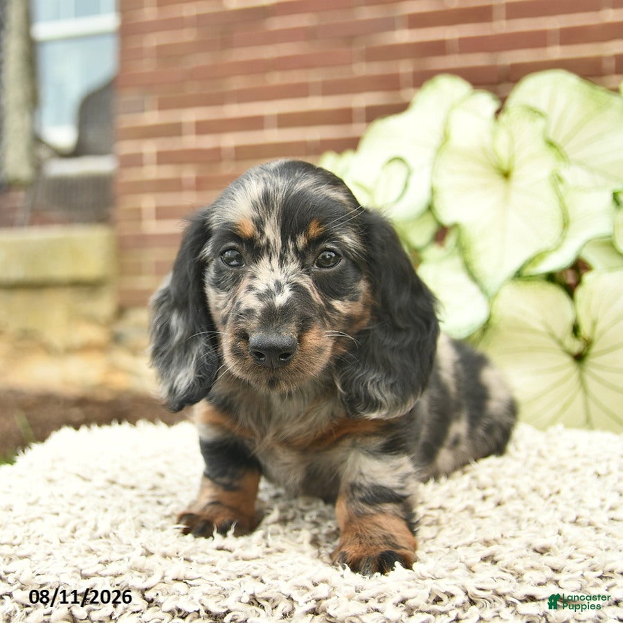 Miniature Dachshund dogs Cruz  - Ad 2