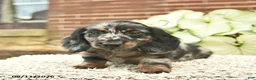 Miniature Dachshund dogs for sale: Cruz  - Ad 2