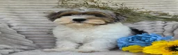 Shihpoo dogs for sale: Patches - Ad 11