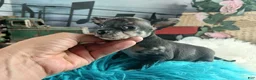 Chihuahua dogs for sale: Mouses black merle - Ad 7