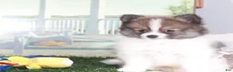 Pomeranian dogs for sale: Crockett-Bold Little Pomeranian - Ad 3