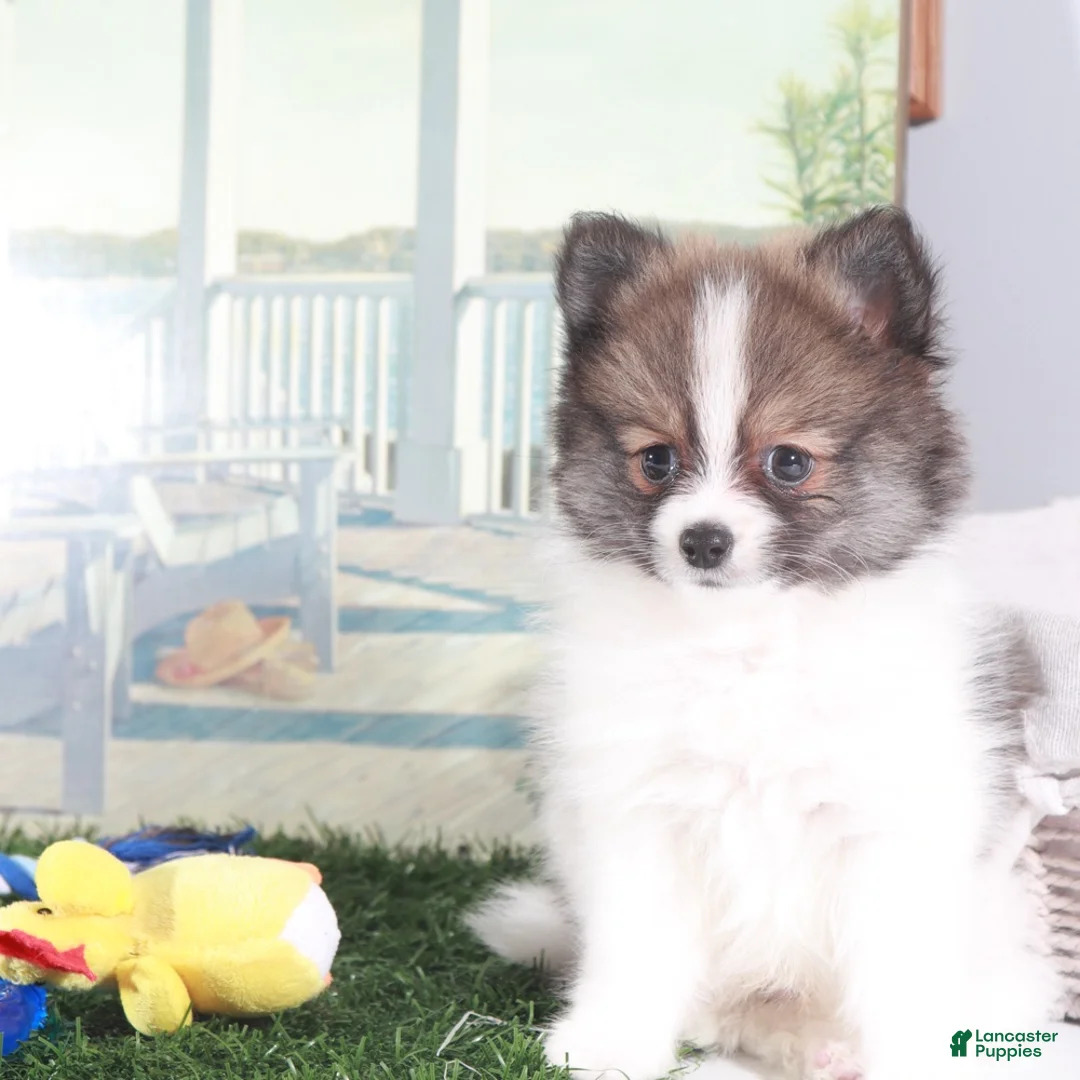 Pomeranian dogs for sale: Crockett-Bold Little Pomeranian - Ad 3