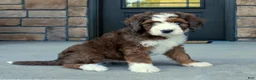 Bernedoodle dogs for sale: Max  - Ad 4