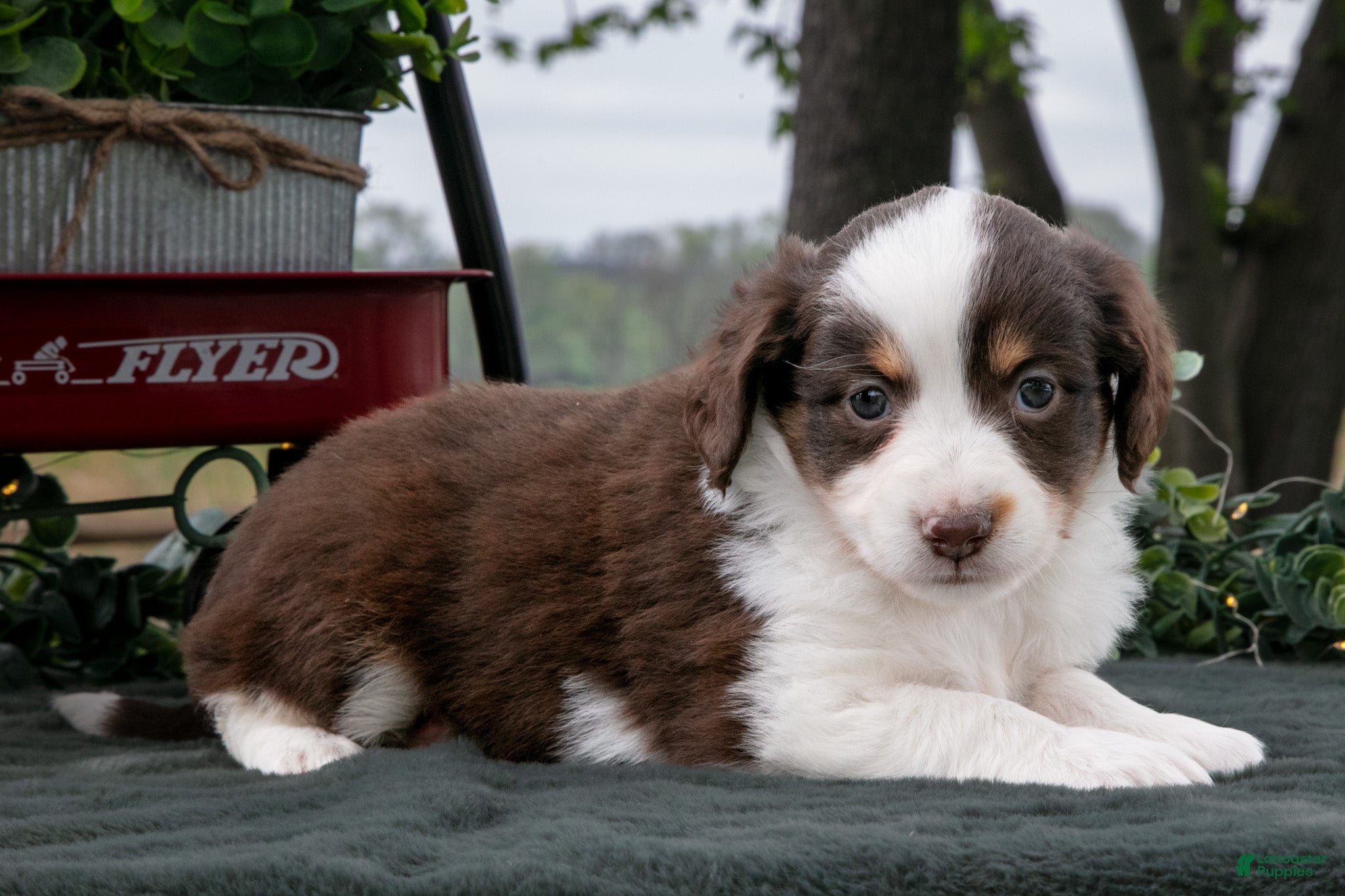 Miniature Australian Shepherd dogs Cuddles - Ad 1
