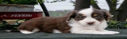 Miniature Australian Shepherd dogs for sale: Cuddles - Ad 1