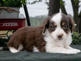 Miniature Australian Shepherd dogs for sale: Cuddles - Ad 4