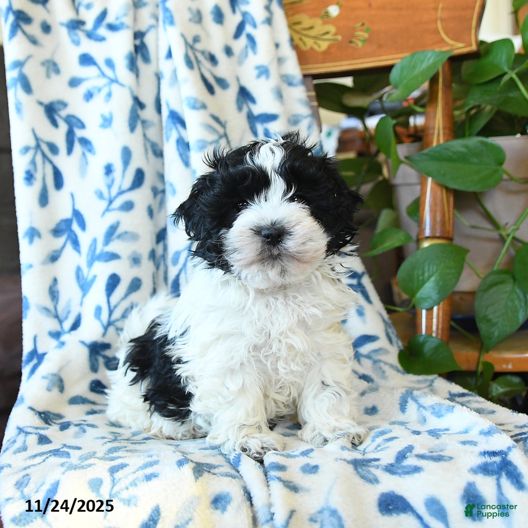 Havanese dogs for sale: Spot - Ad 1