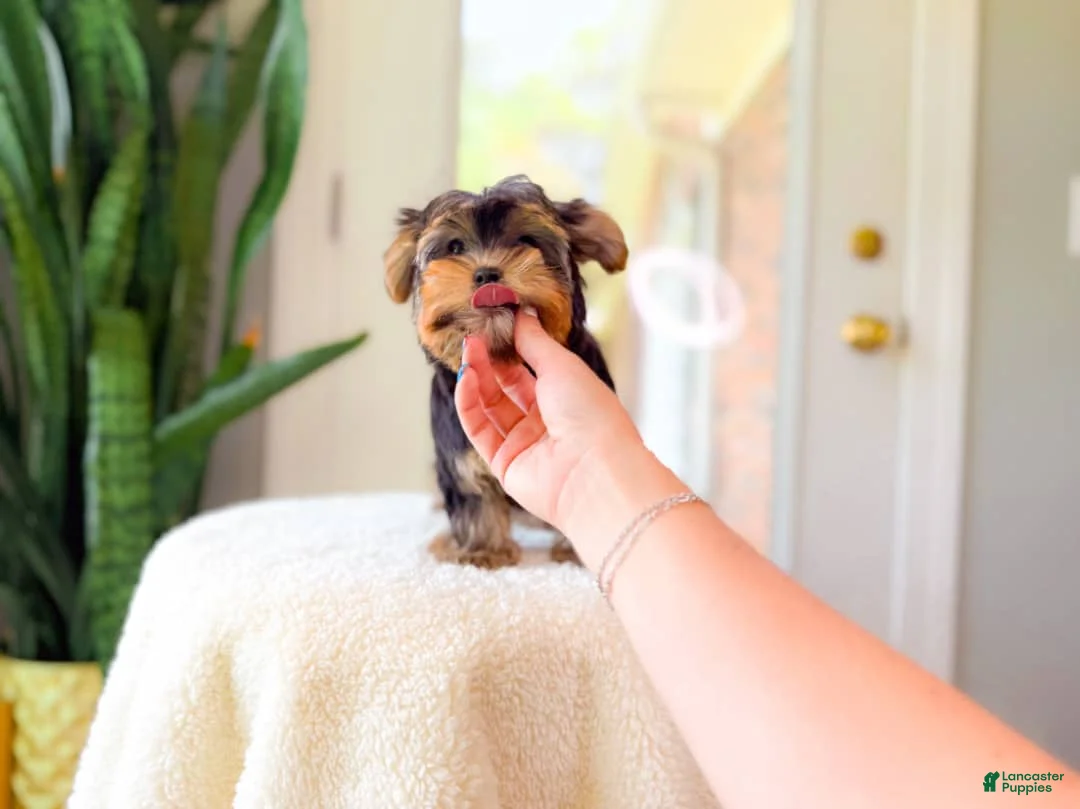 Yorkshire Terrier dogs for sale: Ricky - Ad 2