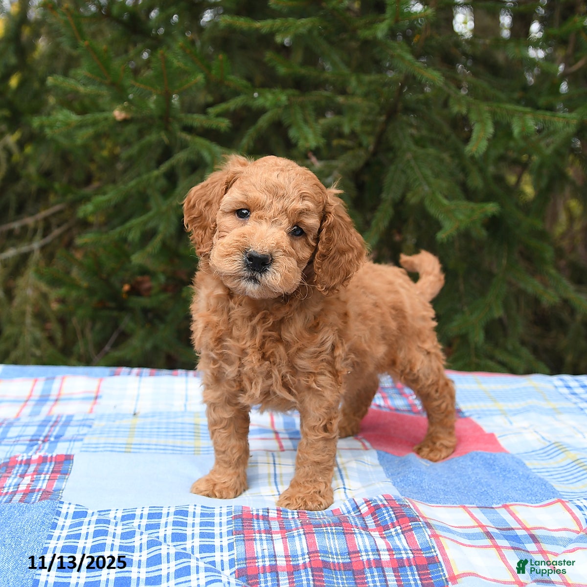 Mini Goldendoodle dogs Scout - Ad 41
