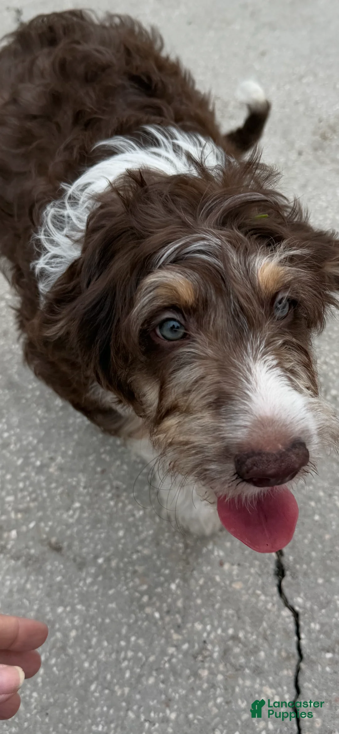 Aussiedoodle dogs for sale: Aussiedoodle 3 - Ad 1